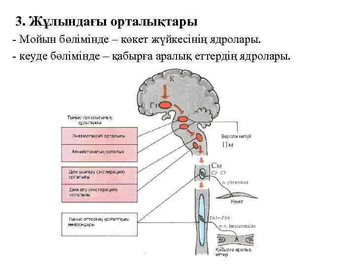 3. Жұлындағы орталықтары - Мойын бөлімінде – көкет жүйкесінің ядролары. - кеуде бөлімінде –