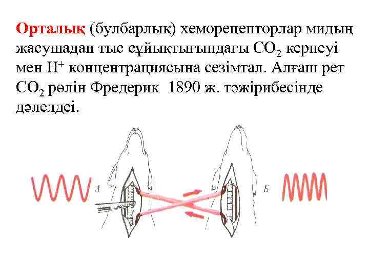 Орталық (булбарлық) хеморецепторлар мидың жасушадан тыс сұйықтығындағы СО 2 кернеуі мен Н+ концентрациясына сезімтал.