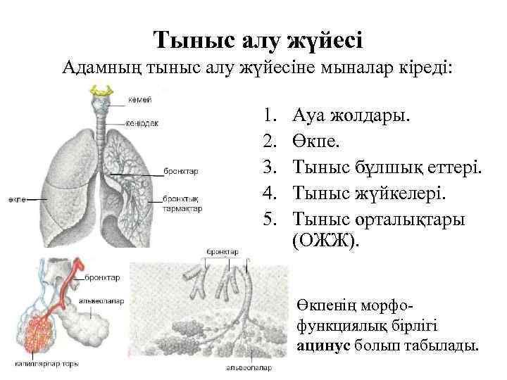 Тыныс алу жүйесі Адамның тыныс алу жүйесіне мыналар кіреді: 1. 2. 3. 4. 5.