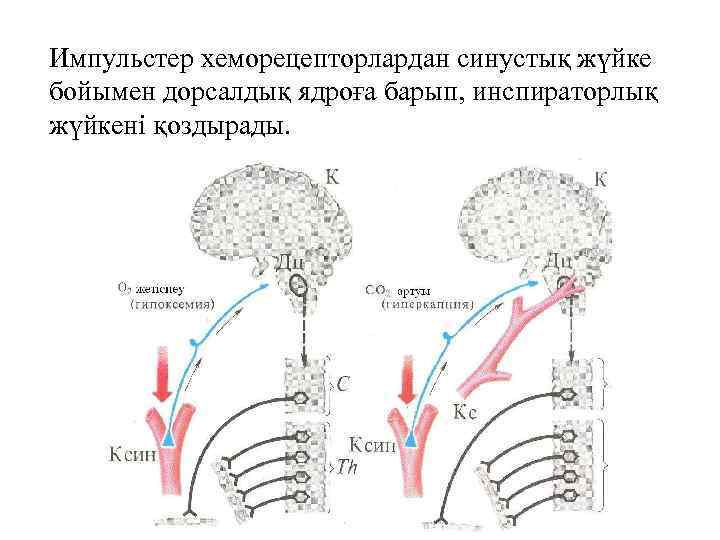 Импульстер хеморецепторлардан синустық жүйке бойымен дорсалдық ядроға барып, инспираторлық жүйкені қоздырады. 