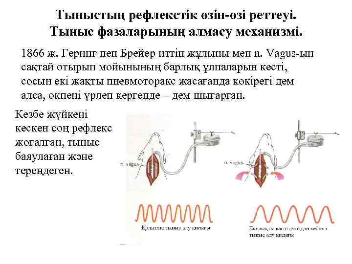 Тыныстың рефлекстік өзін-өзі реттеуі. Тыныс фазаларының алмасу механизмі. 1866 ж. Геринг пен Брейер иттің