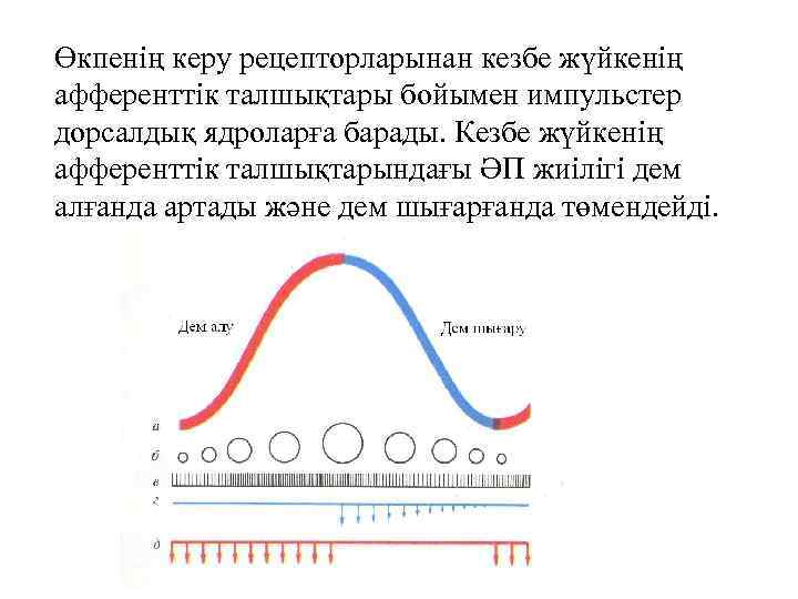 Өкпенің керу рецепторларынан кезбе жүйкенің афференттік талшықтары бойымен импульстер дорсалдық ядроларға барады. Кезбе жүйкенің