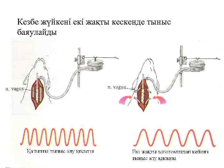 Кезбе жүйкені екі жақты кескенде тыныс баяулайды 