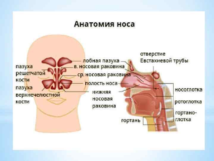 Нос схема анатомия