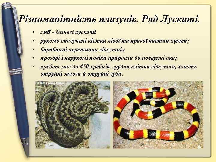 Різноманітність плазунів. Ряд Лускаті. • • • змії - безногі лускаті рухомо сполучені кістки