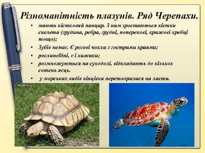 Різноманітність плазунів. Ряд Черепахи. • мають кістковий панцир. З ним зростаються кістки скелета (грудина,