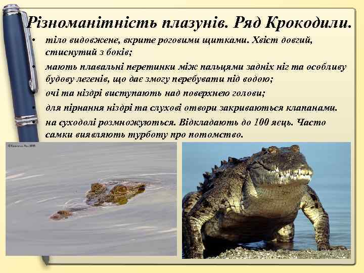 Різноманітність плазунів. Ряд Крокодили. • тіло видовжене, вкрите роговими щитками. Хвіст довгий, стиснутий з