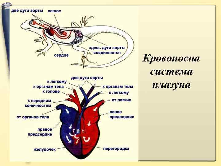 Кровоносна система плазуна 