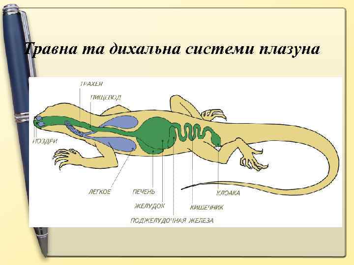 Травна та дихальна системи плазуна 