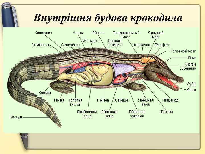 Внутрішня будова крокодила 