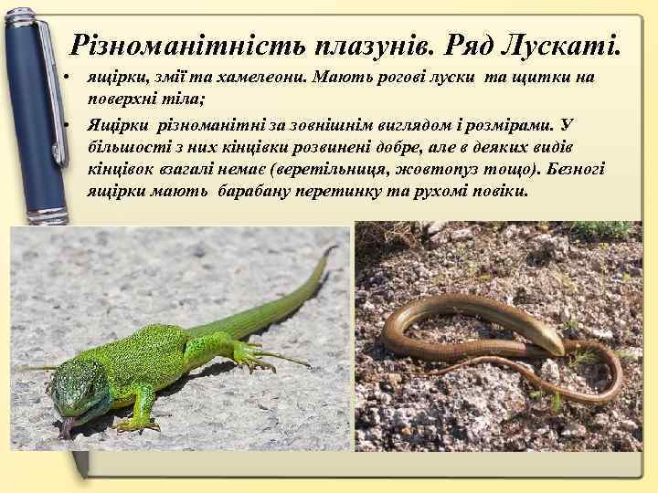 Різноманітність плазунів. Ряд Лускаті. • ящірки, змії та хамелеони. Мають рогові луски та щитки