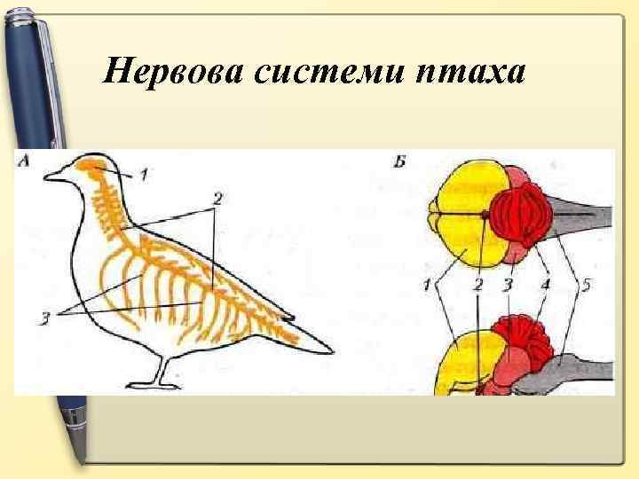 Нервова системи птаха 