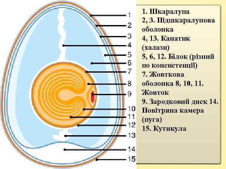 1. Шкаралупа 2, 3. Підшкаралупова оболонка 4, 13. Канатик (халази) 5, 6, 12. Білок