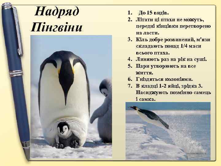 Надряд Пінгвіни 1. До 15 видів. 2. Літати ці птахи не можуть, передні кінцівки