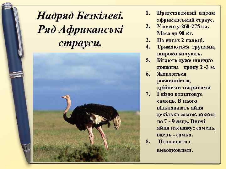 Надряд Безкілеві. Ряд Африканські страуси. 1. 2. 3. 4. 5. 6. 7. 8. Представлений