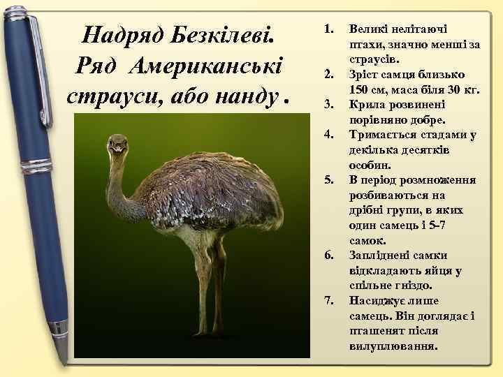 Надряд Безкілеві. Ряд Американські страуси, або нанду. 1. 2. 3. 4. 5. 6. 7.