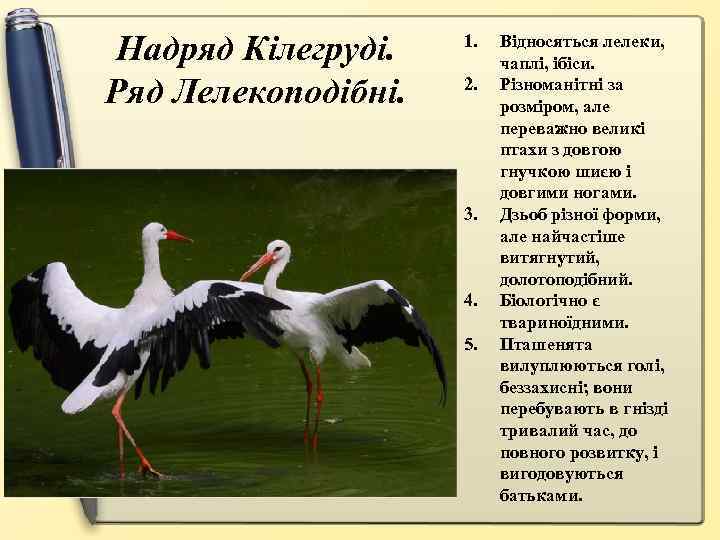 Надряд Кілегруді. Ряд Лелекоподібні. 1. 2. 3. 4. 5. Відносяться лелеки, чаплі, ібіси. Різноманітні