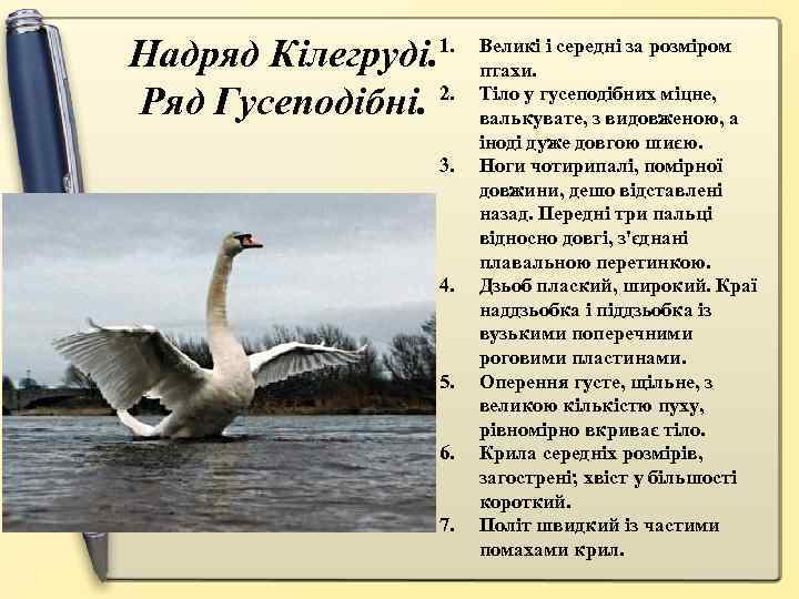 Надряд Кілегруді. Ряд Гусеподібні. 2. 1. 3. 4. 5. 6. 7. Великі і середні