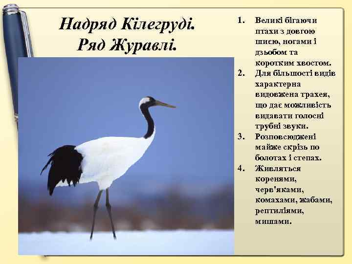 Надряд Кілегруді. Ряд Журавлі. 1. 2. 3. 4. Великі бігаючи птахи з довгою шиєю,