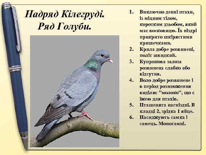 Надряд Кілегруді. Ряд Голуби. 1. 2. 3. 4. 5. 6. Виключно денні птахи, із