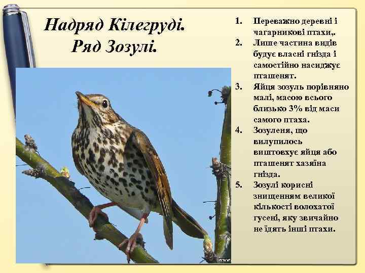 Надряд Кілегруді. Ряд Зозулі. 1. 2. 3. 4. 5. Переважно деревні і чагарникові птахи,