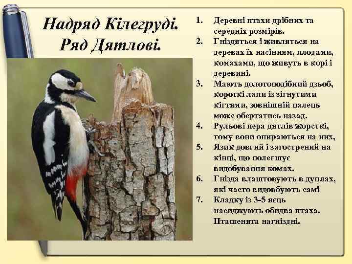 Надряд Кілегруді. Ряд Дятлові. 1. 2. 3. 4. 5. 6. 7. Деревні птахи дрібних