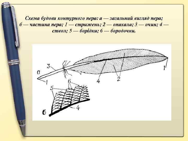 Схема строения контурного пера