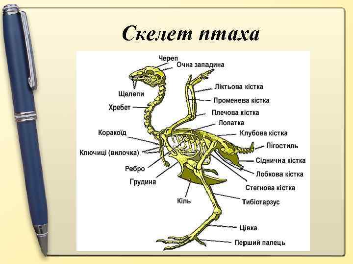 Скелет птаха 