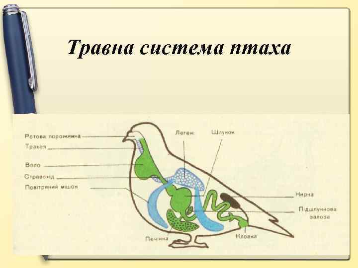 Травна система птаха 