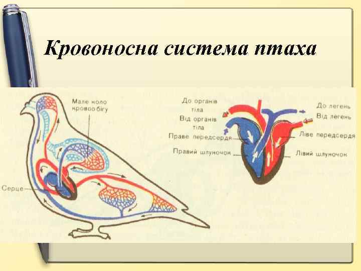 Кровоносна система птаха 