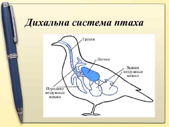 Дихальна система птаха 