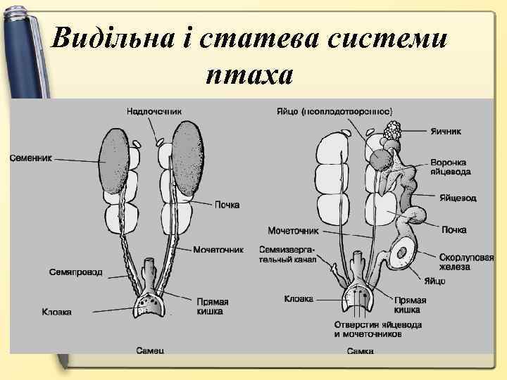 Видільна і статева системи птаха 