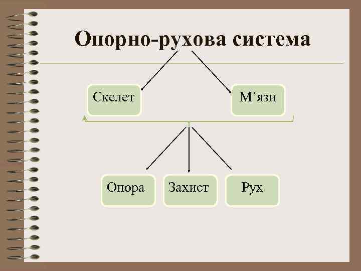 Опорно-рухова система Скелет Опора М΄язи Захист Рух 