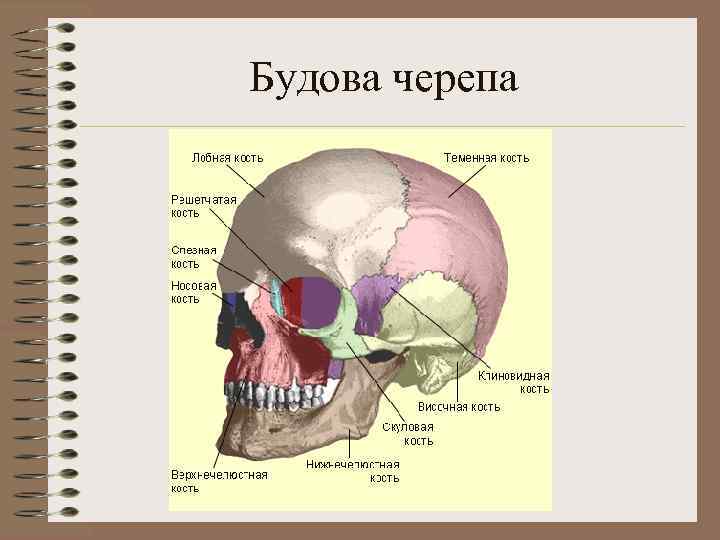 Будова черепа 