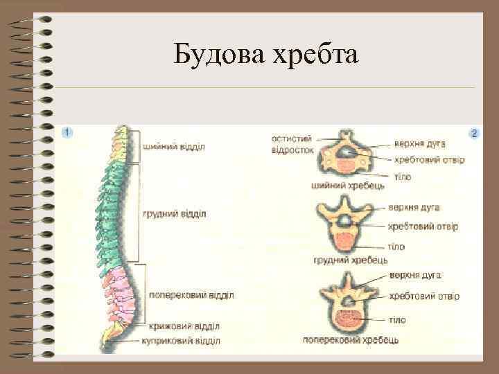 Будова хребта 