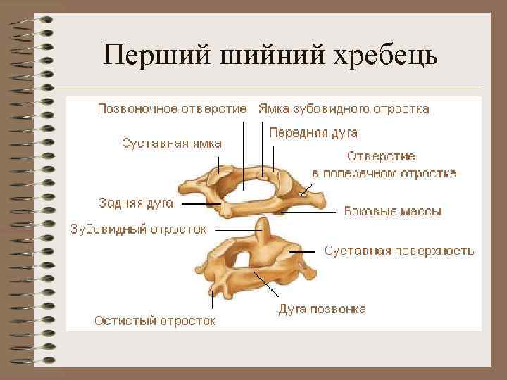 Перший шийний хребець 