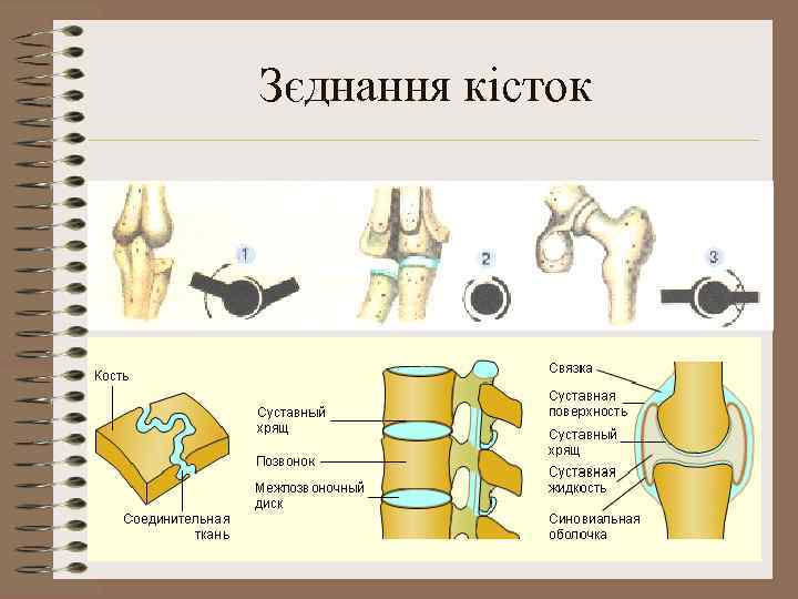 Зєднання кісток 