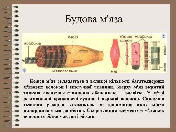 Будова м'яза Кожен м'яз складається з великої кількості багатоядерних м'язових волокон і сполучної тканини.