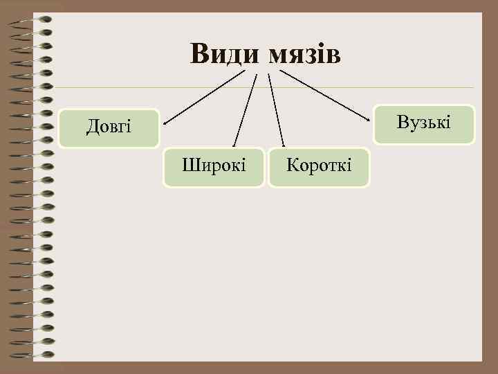 Види мязів Вузькі Довгі Широкі Короткі 