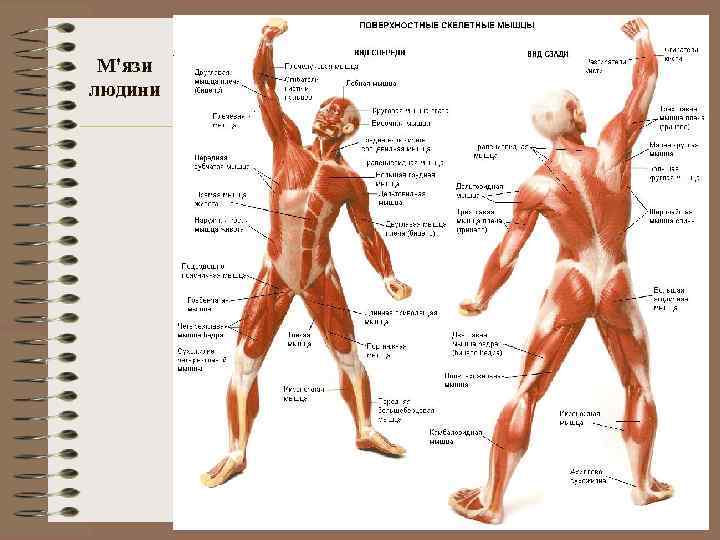 М'язи людини 