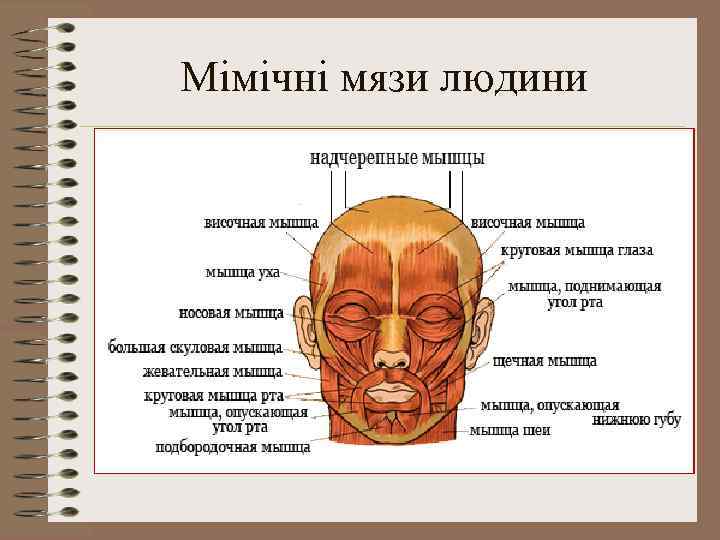 Мімічні мязи людини 