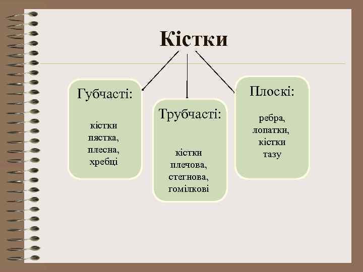 Кістки Плоскі: Губчасті: кістки пястка, плесна, хребці Трубчасті: кістки плечова, стегнова, гомілкові ребра, лопатки,
