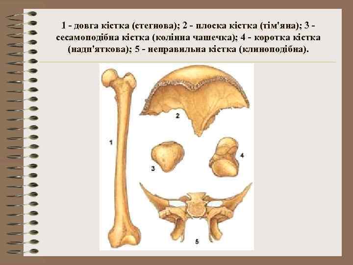 1 - довга кістка (стегнова); 2 - плоска кістка (тім'яна); 3 сесамоподібна кістка (колінна