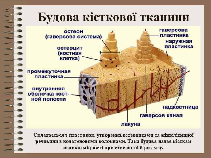 Будова кісткової тканини Складається з пластинок, утворених остеоцитами та міжклітинної речовини з колагеновими волокнами.