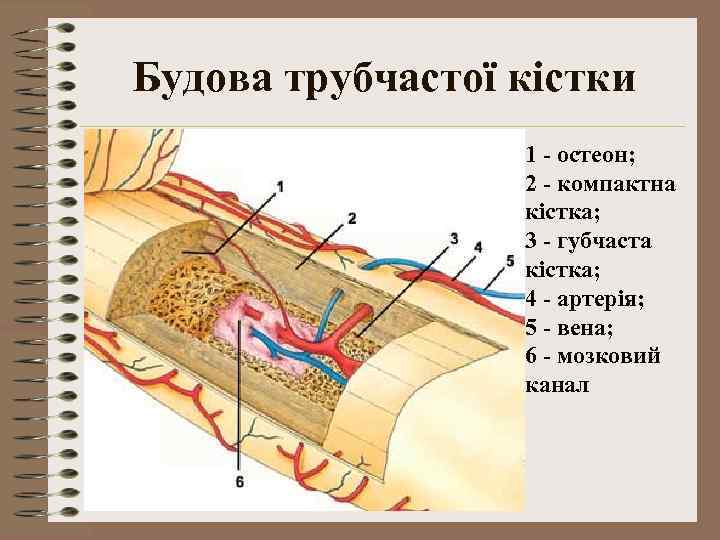 Будова трубчастої кістки 1 - остеон; 2 - компактна кістка; 3 - губчаста кістка;
