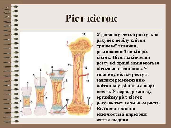 Ріст кісток У довжину кістки ростуть за рахунок поділу клітин хрящової тканини, розташованої на