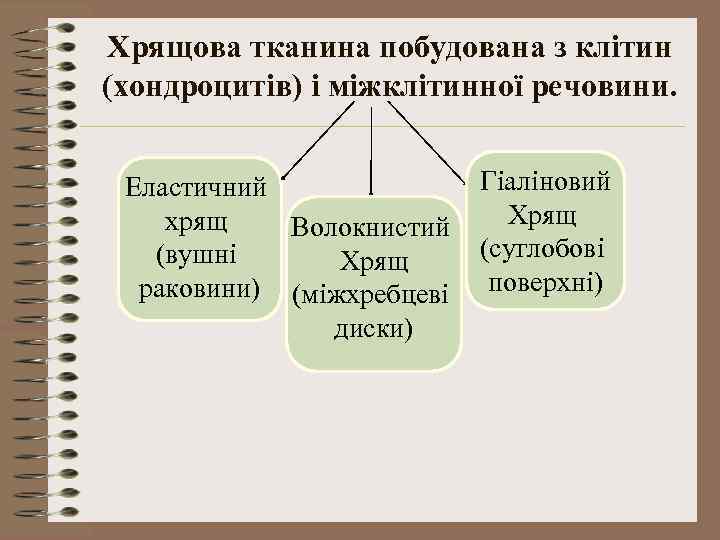 Хрящова тканина побудована з клітин (хондроцитів) і міжклітинної речовини. Еластичний хрящ Волокнистий (вушні Хрящ
