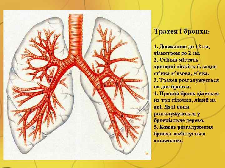 Трахея і бронхи: 1. Довжиною до 12 см, діаметром до 2 см. 2. Стінки