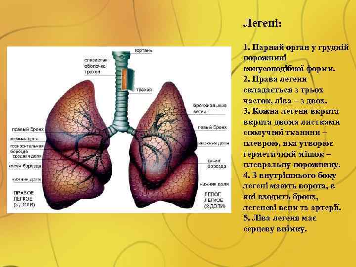 Легені: 1. Парний орган у грудній порожнині конусоподібної форми. 2. Права легеня складається з