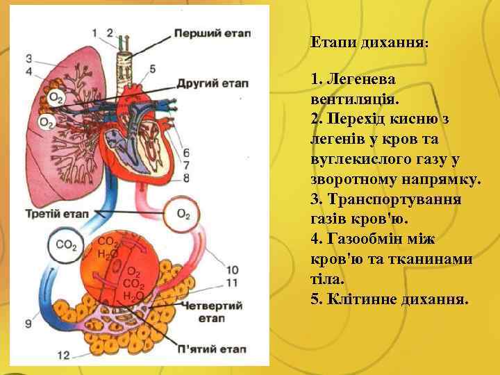 Етапи дихання: 1. Легенева вентиляція. 2. Перехід кисню з легенів у кров та вуглекислого